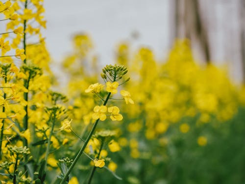 Základová fotografie zdarma na téma žlutá, znásilnění