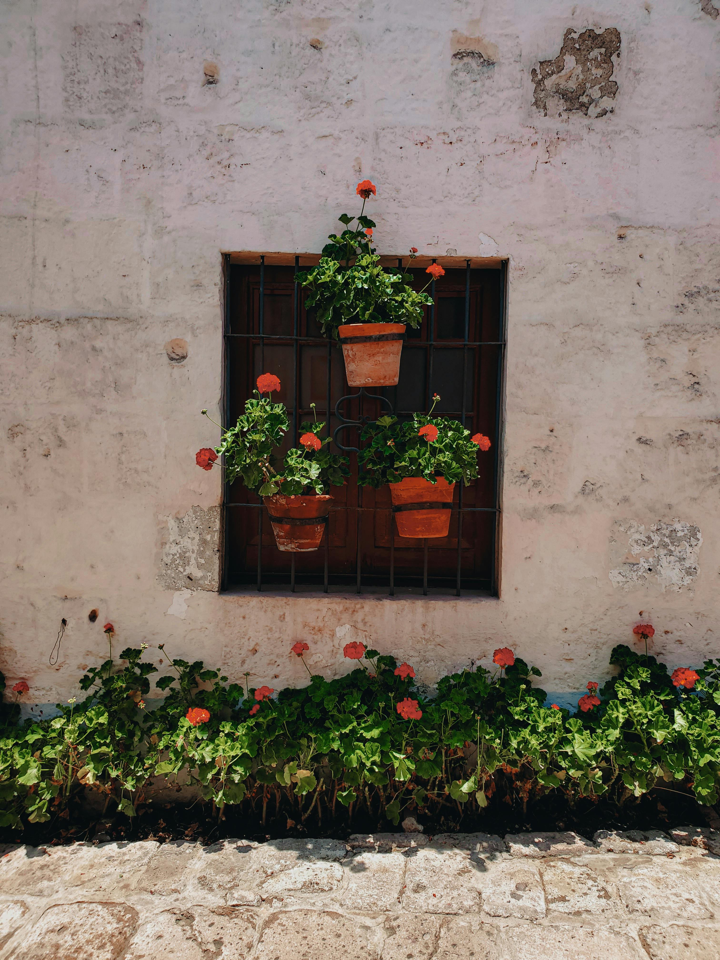 Rustic wall with vibrant flower pots and blooming plants creating a charming outdoor scene.