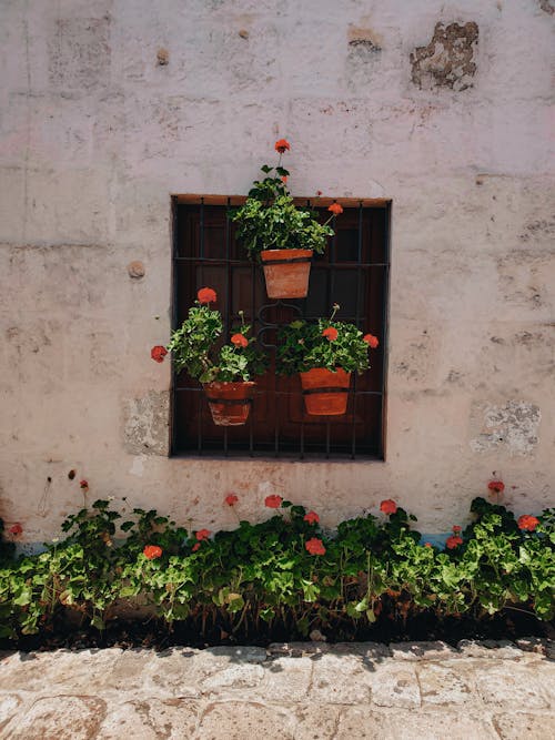 꽃, 러스틱, 벽의 무료 스톡 사진