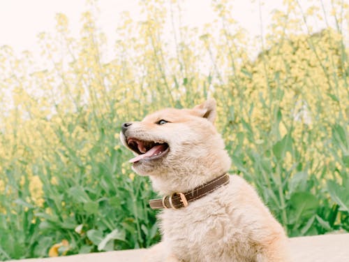 Gratis stockfoto met babyhond, shiba, shiba inu