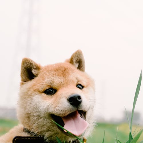 Gratis stockfoto met babyhond, shiba, shiba inu