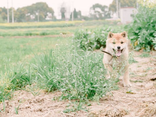 คลังภาพถ่ายฟรี ของ shiba, ชิบะอินุ, ลูกสุนัข