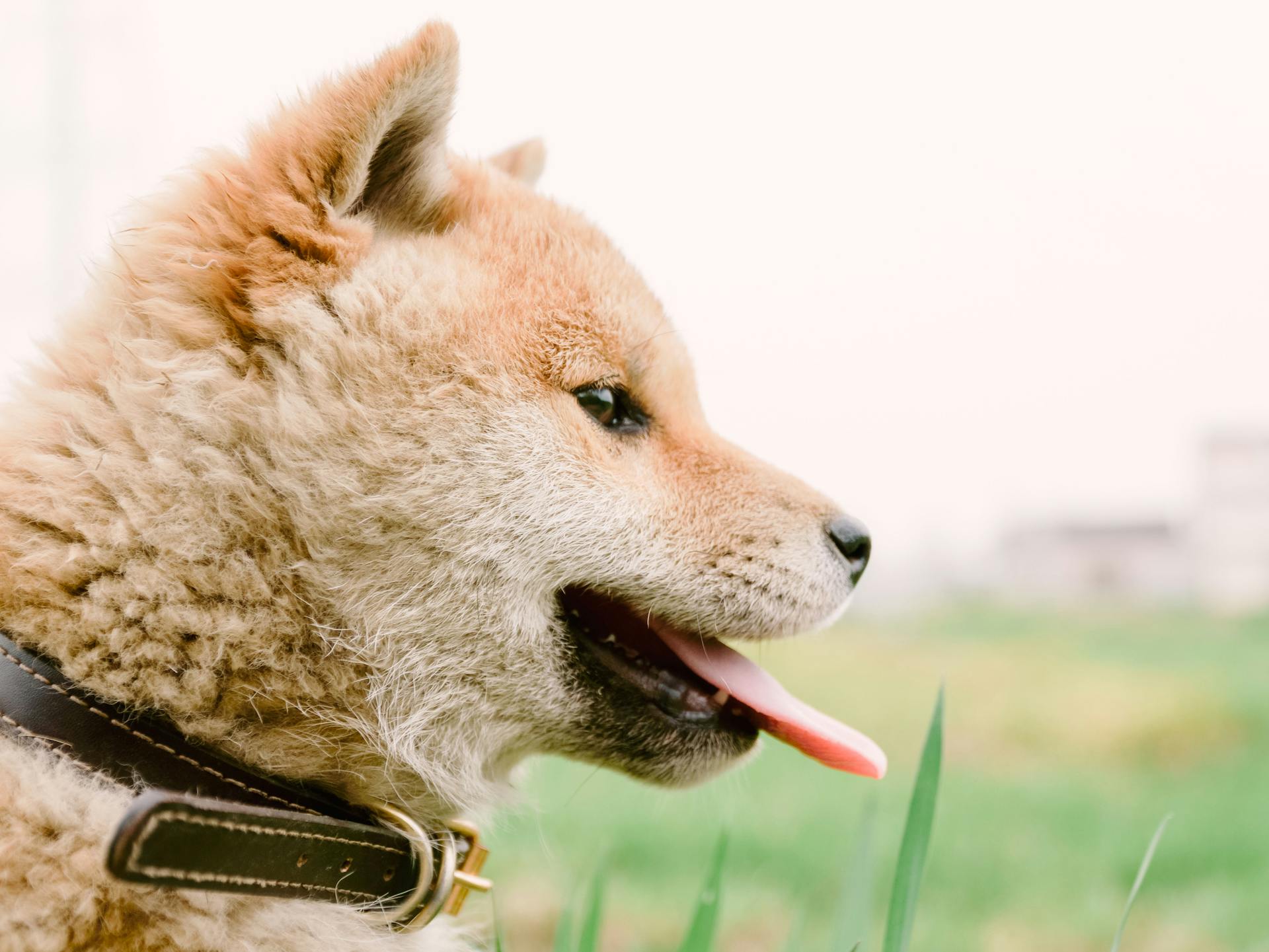 Shiba Inu Head