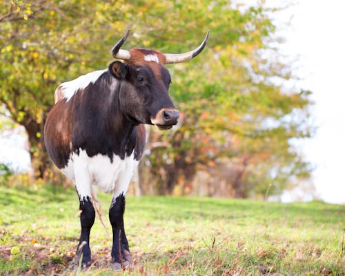 Immagine gratuita di animali, mucca, mucche