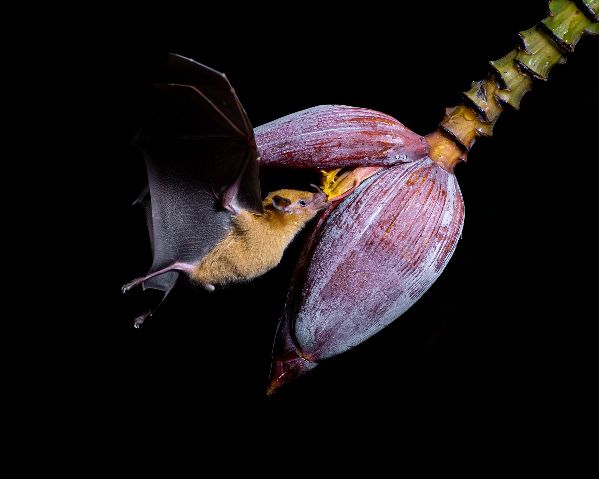 Close Up of Bat Feeding on Flower