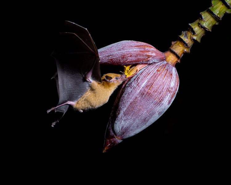 Close Up Of Bat Feeding On Flower