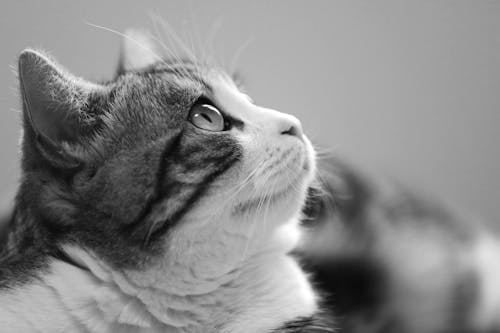 Photos gratuites de animal, animal de compagnie, chat