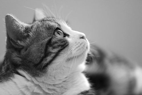 Free Close-up black and white portrait of a curious tabby cat looking up thoughtfully. Stock Photo