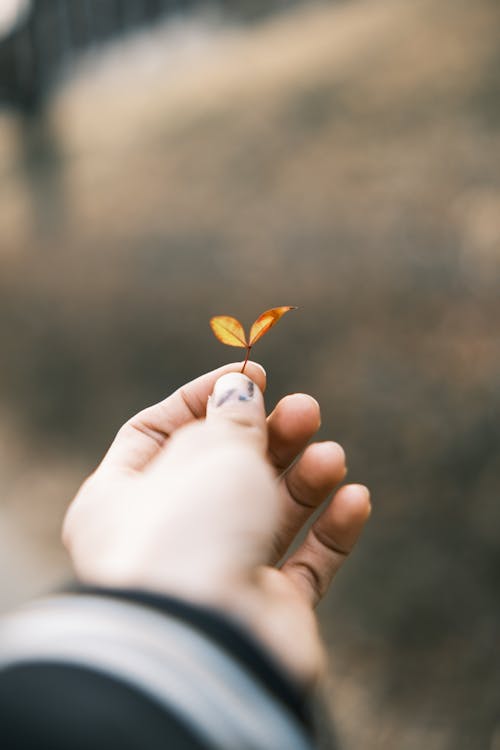 Photo of a Hand Holding a Small Yellow Leaf