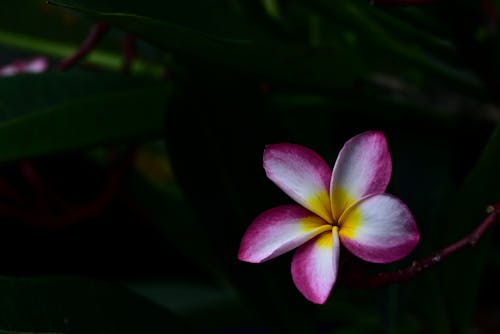 Dark Photo with an Exotic Flower