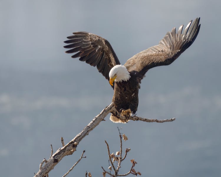 Bald Eagle Landing On Branch