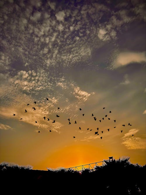 birds_flying, 日出的顏色, 早日出 的 免費圖庫相片