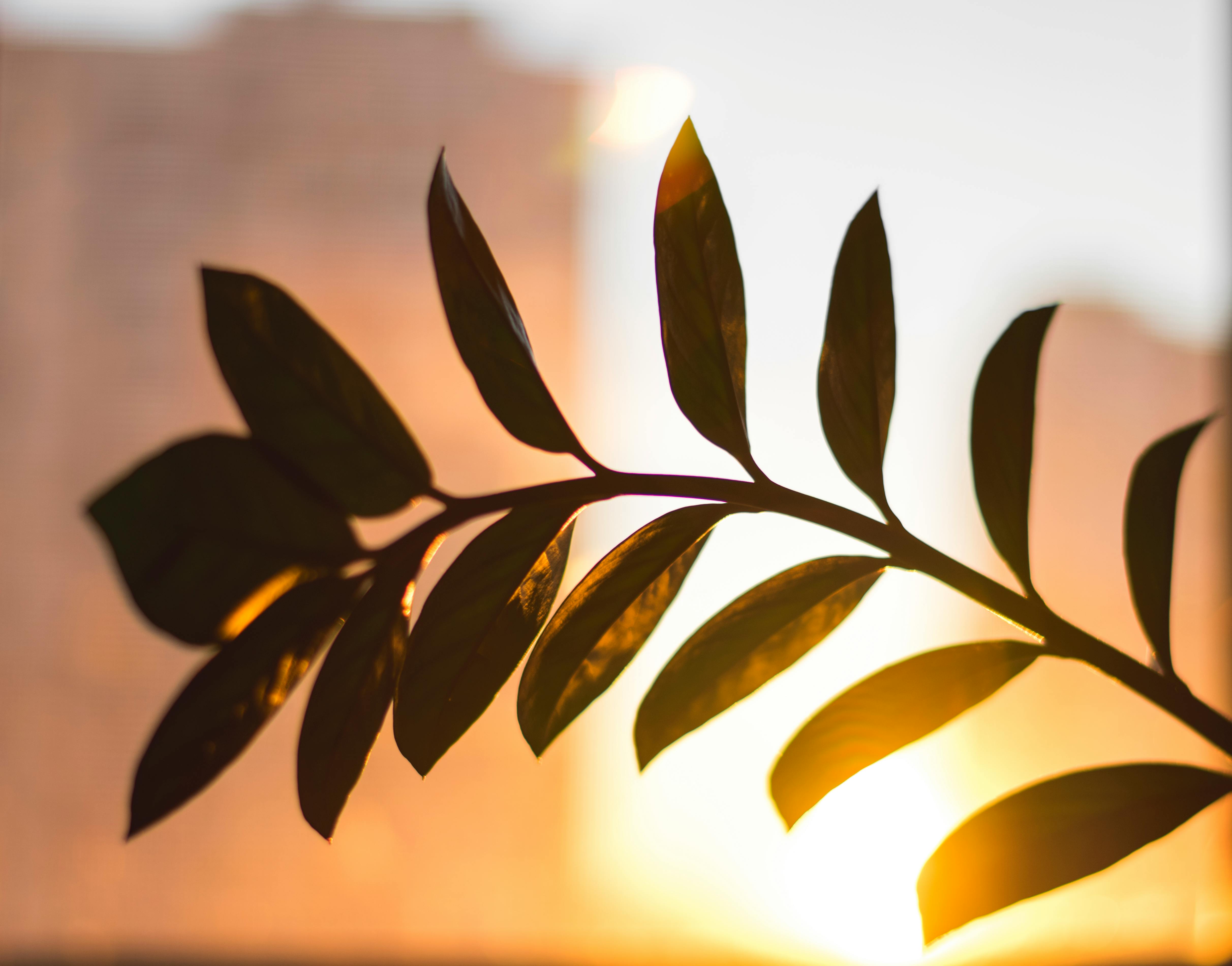 Free Ovate Green Leaf 