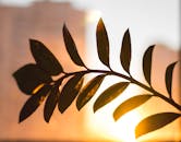 日落为背景的叶枝剪影，映衬着基辅的温暖色调