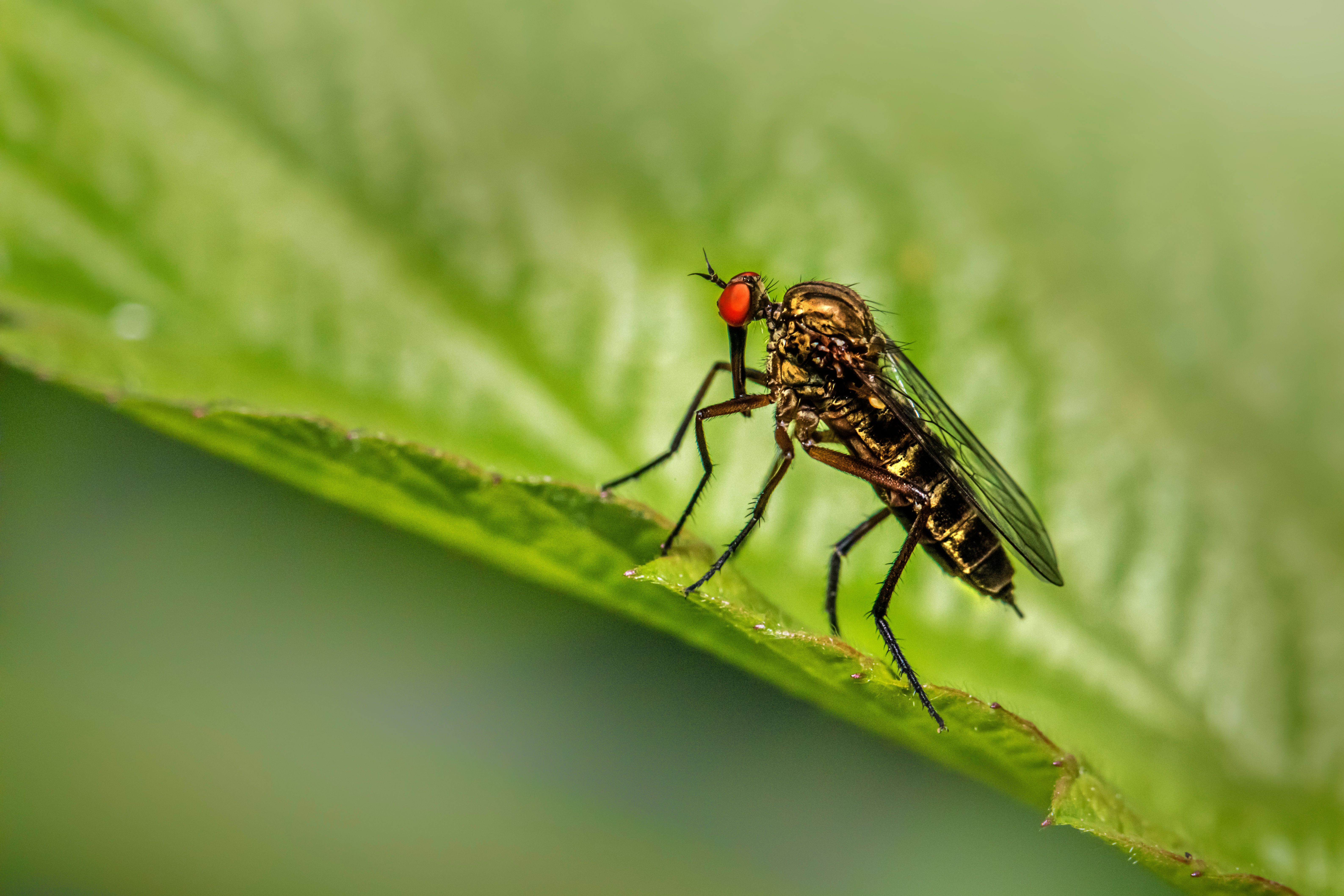 Macro Photography of Fly · Free Stock Photo