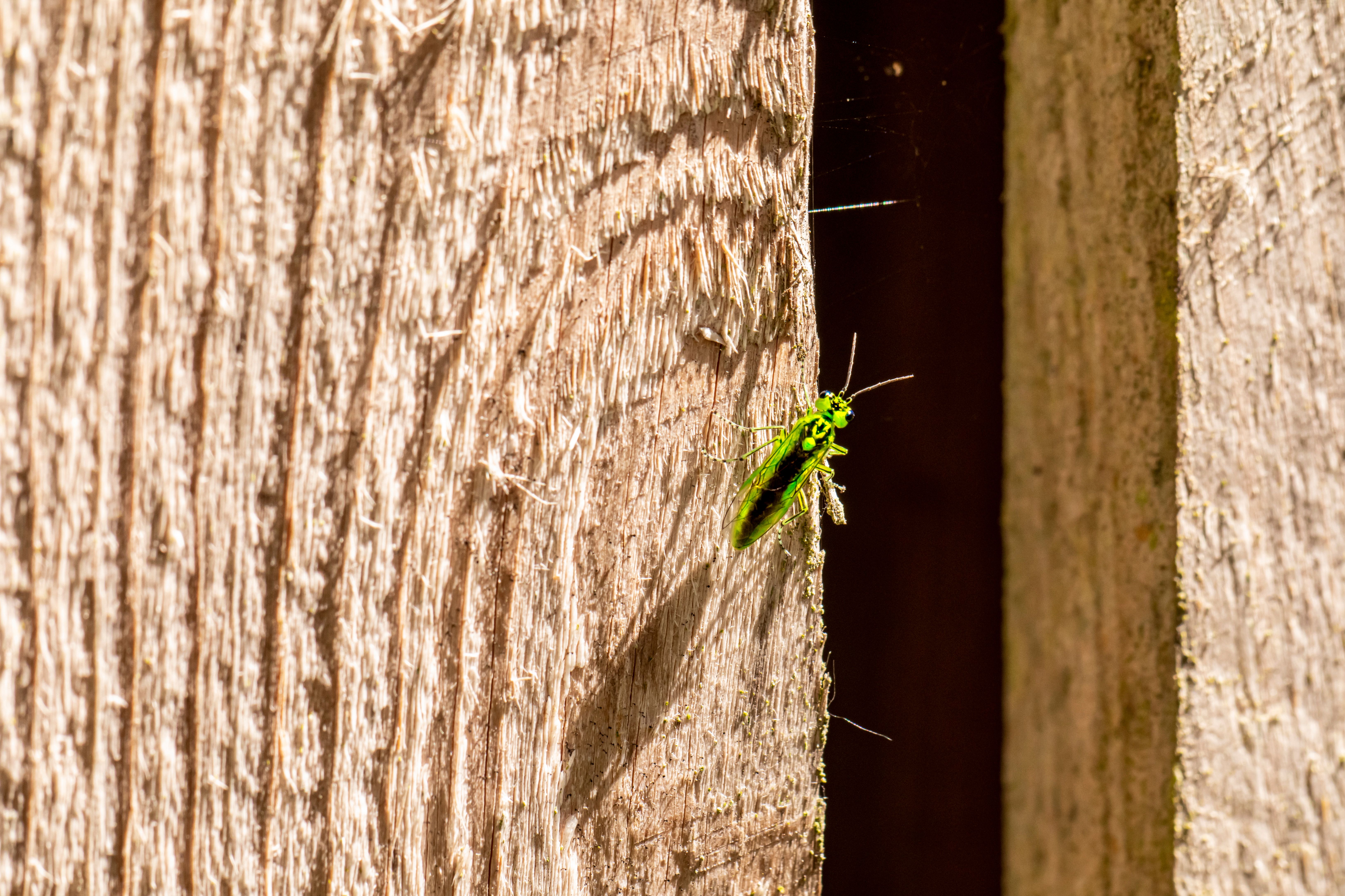 Insect on Wooden Wall · Free Stock Photo
