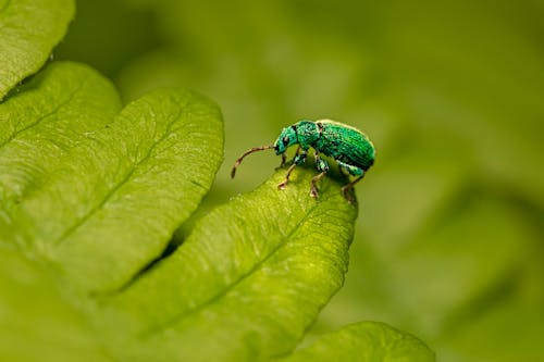 Δωρεάν στοκ φωτογραφιών με beetle, επιλεκτική εστίαση, πράσινο φόντο