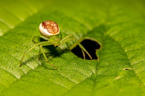 Spider on a Leaf 