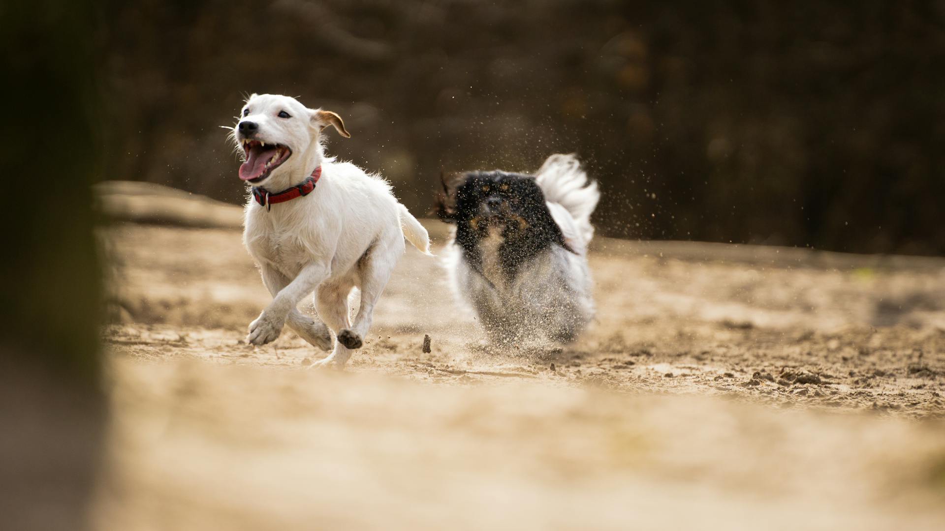 Dogs Running Fields