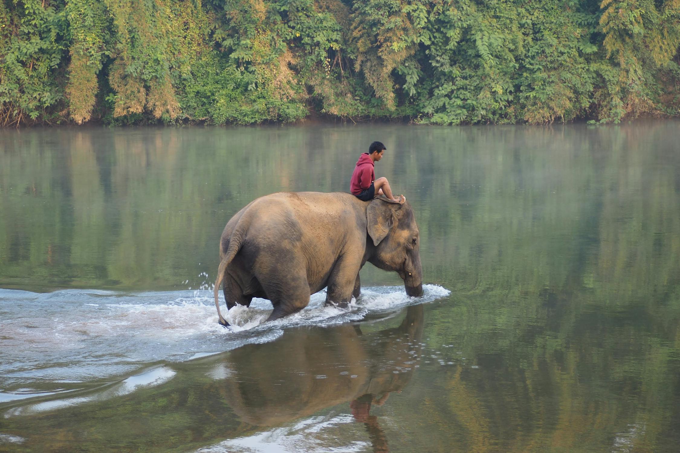 Man Riding on Elephant · Free Stock Photo