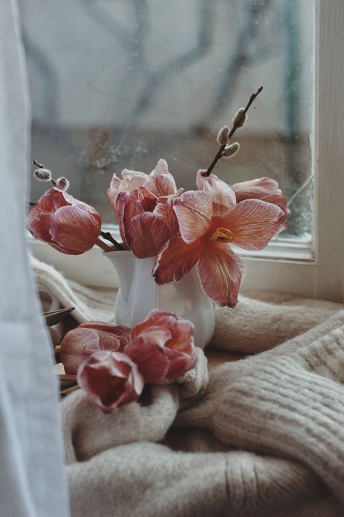 Free Pink flowers in a white vase on a cozy windowsill with soft knit blanket. Stock Photo