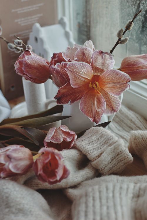 Free Close-up of fresh pink tulips in a cozy setting by a window with knitwear. Stock Photo