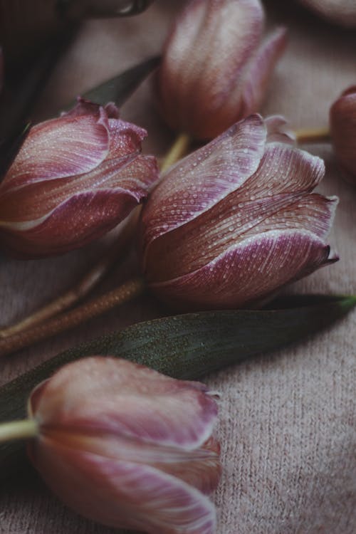 Heads of Purple Blooming Tulips