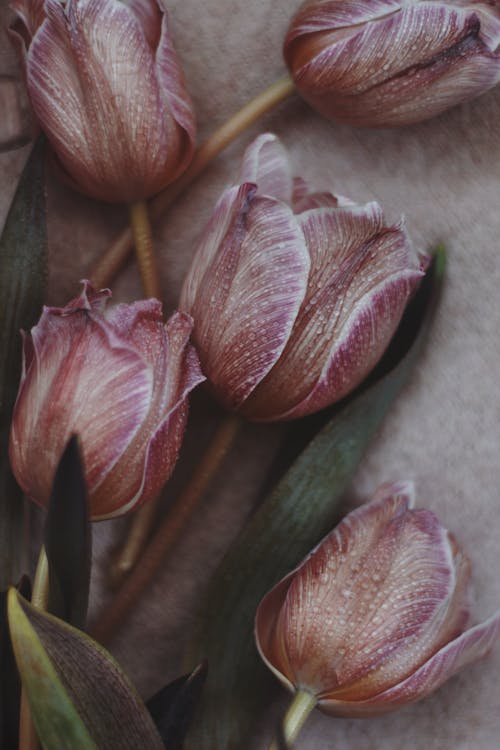 Drops on Tulips