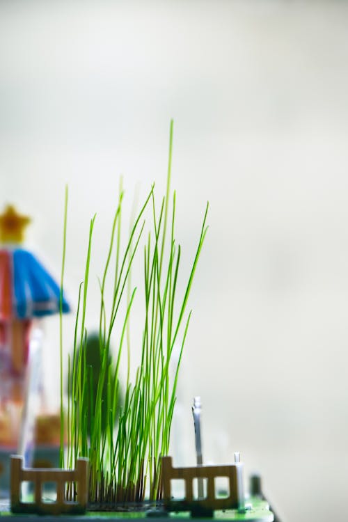 Tiny Green Wheat Grass