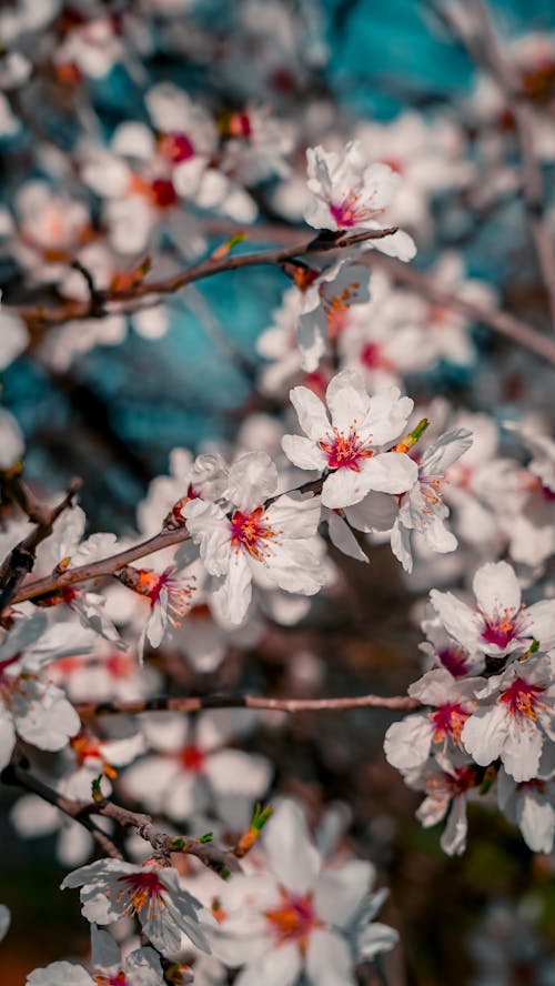 Close-up of Blooming Flowers on Tree Branches