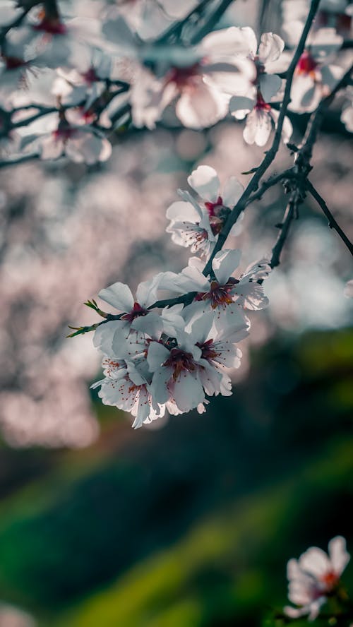 bahar, beyaz, çiçekler içeren Ücretsiz stok fotoğraf