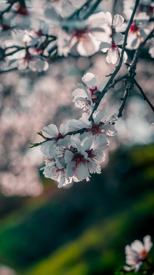 Free A close-up view of delicate cherry blossoms blooming in spring with a blurred background. Stock Photo