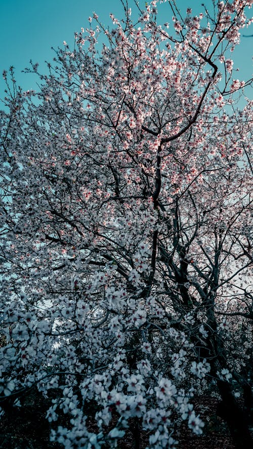 White Blossoms on Cherry Tree in Spring