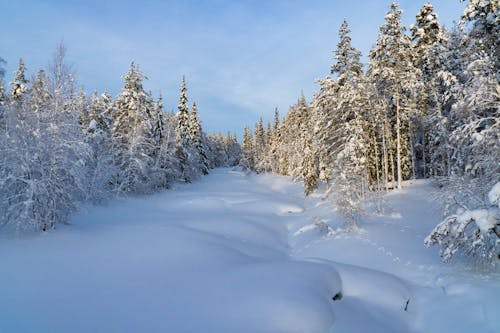 Forest in Winter