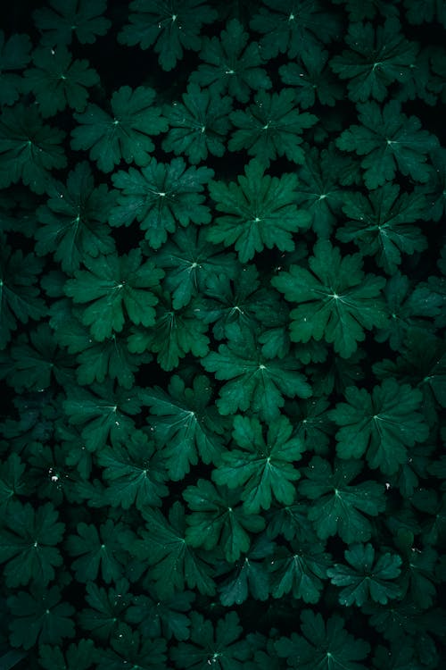 Fern Leaves in a Forest 