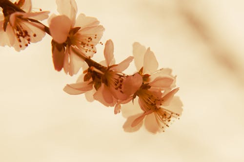 Close up of Blossoms