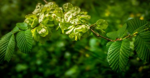 Free Detailed macro shot of lush green leaves and seed pods on a branch, showcasing fresh growth and natural beauty. Stock Photo