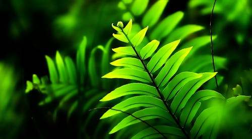 Close-Up Photo of Fern Plant