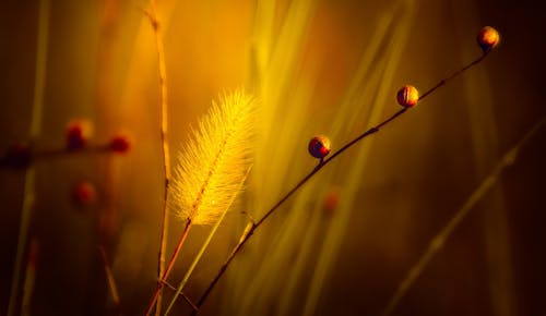 Foto d'estoc gratuïta de herba, macro, planta