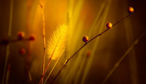 Free Soft focus macro of grass and berries with golden hues, capturing serene nature vibes. Stock Photo