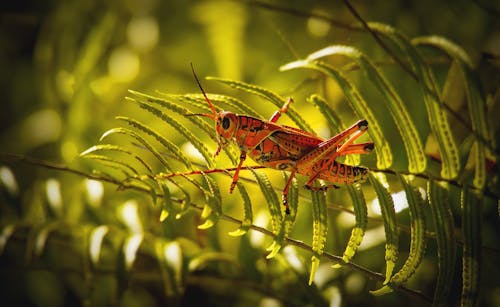 무료 메뚜기의 클로즈업 사진 고사리 식물에 자리 잡고 스톡 사진