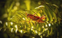 自然光线下，一只蚱蜢栖息在充满活力的绿色蕨类植物叶子上，特写镜头