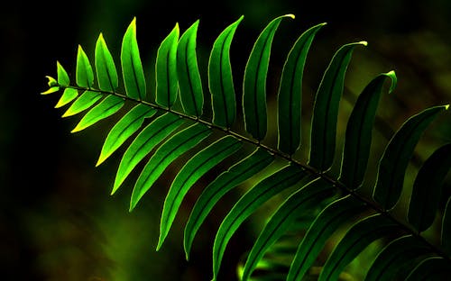 免费 蕨类植物的特写照片 素材图片