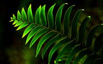 特写镜头下，一片充满活力的蕨类植物展现了大自然郁郁葱葱的绿意