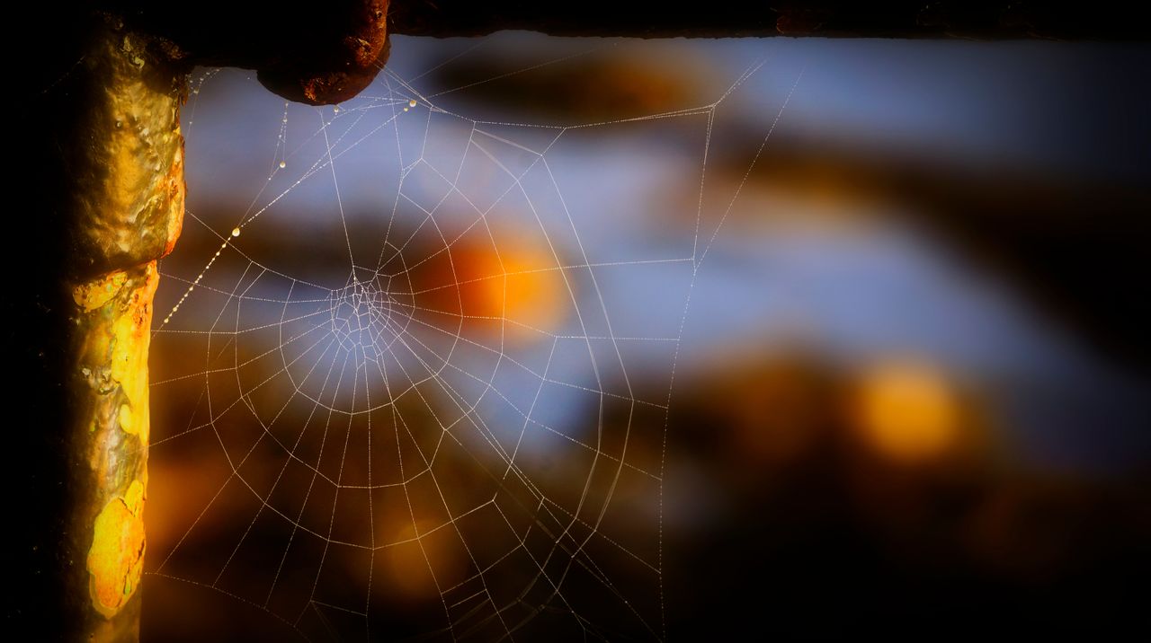 close up of a spider web with intricate details captured against a blu