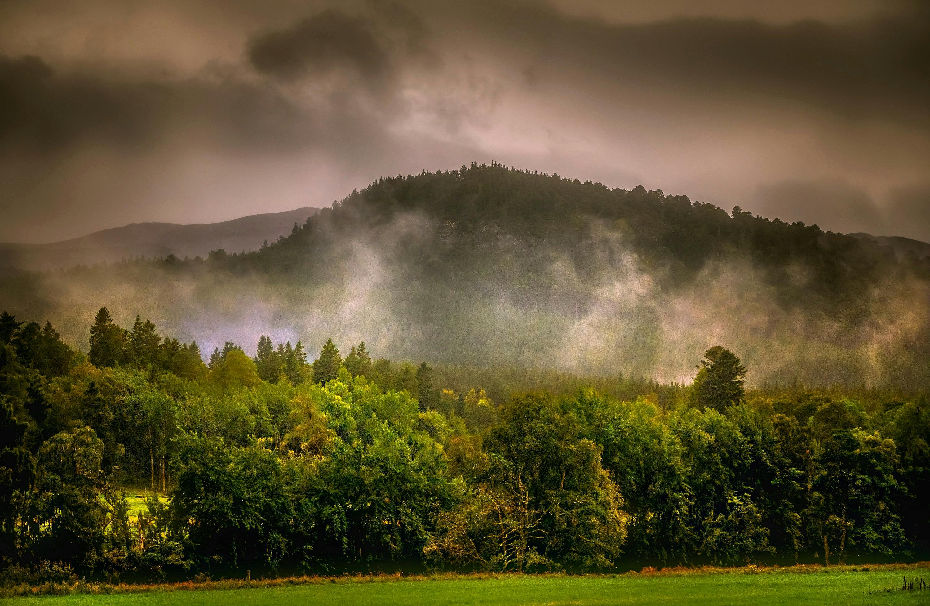 forest under gray clouds