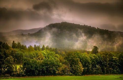 회색 구름 아래 숲