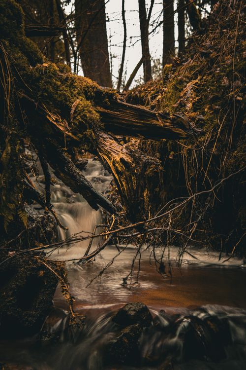 Close up of Tree Roots over Water · Free Stock Photo