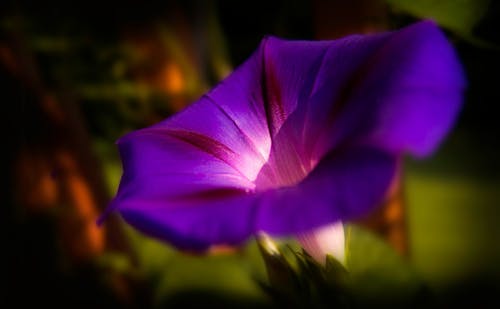 Fotografía Macro De La Flor Púrpura De La Gloria De La Mañana