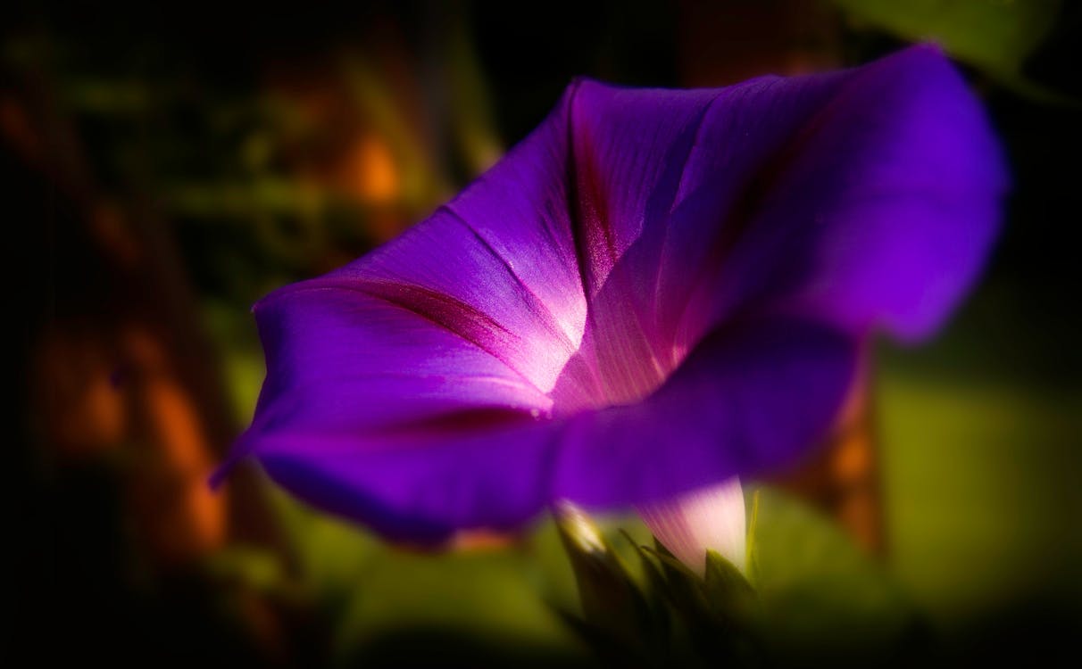 Macro Photography of Purple Morning Glory Flower